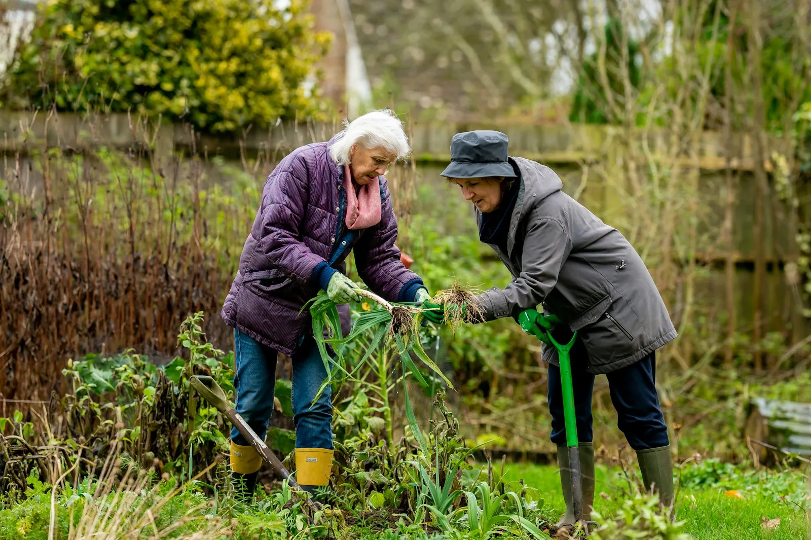 Two older women working together in a garden